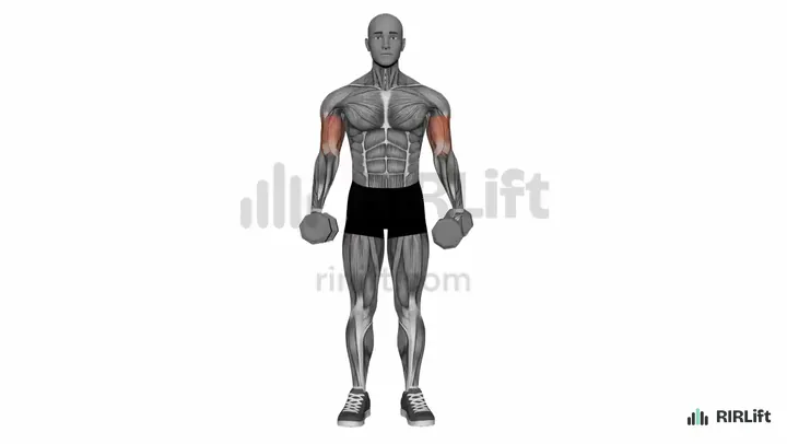 Alternating Hammer Curl start position