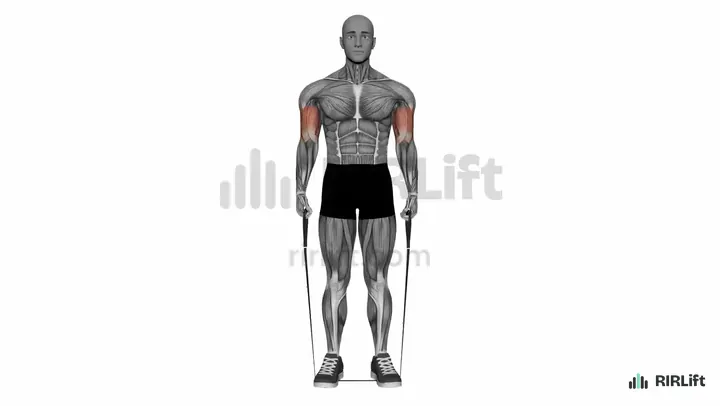 Band Hammer Curl start position