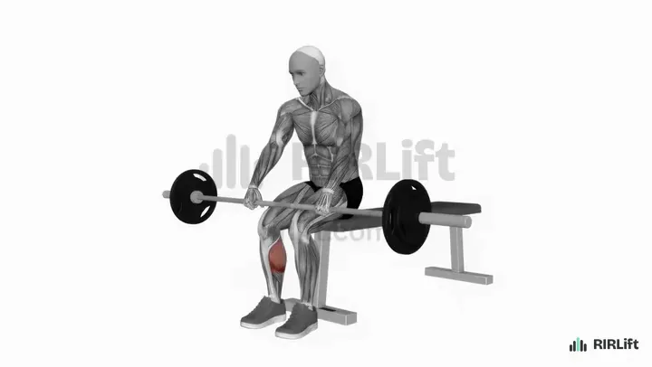 Barbell Seated Calf Raise start position