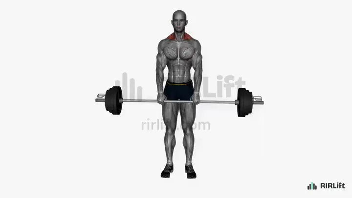 Barbell Shrug start position