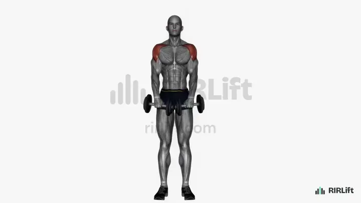 Dumbbell Upright Row start position