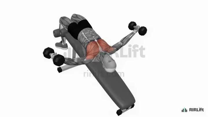 Decline Dumbbell Fly start position