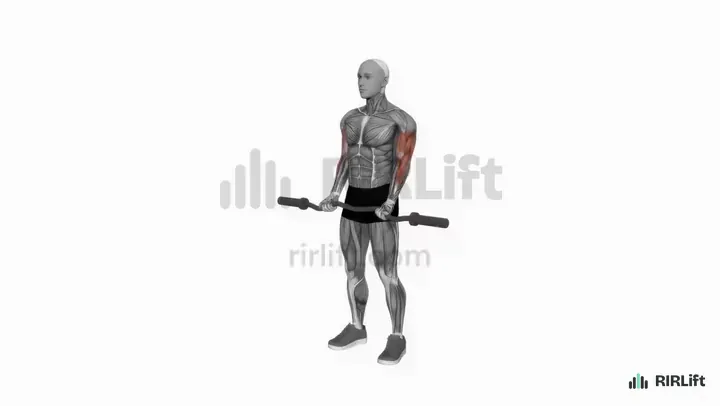 EZ-Bar Curl start position