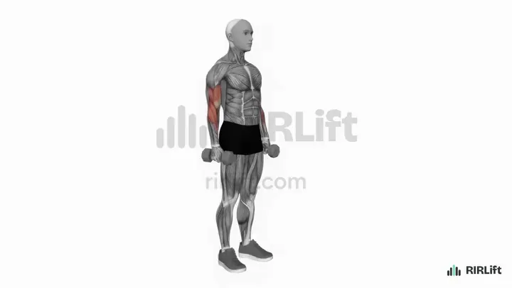 Hammer Curl start position
