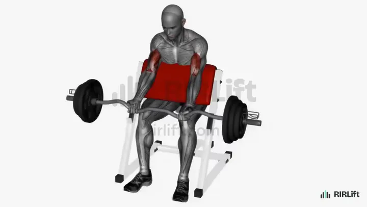 Preacher Curl start position