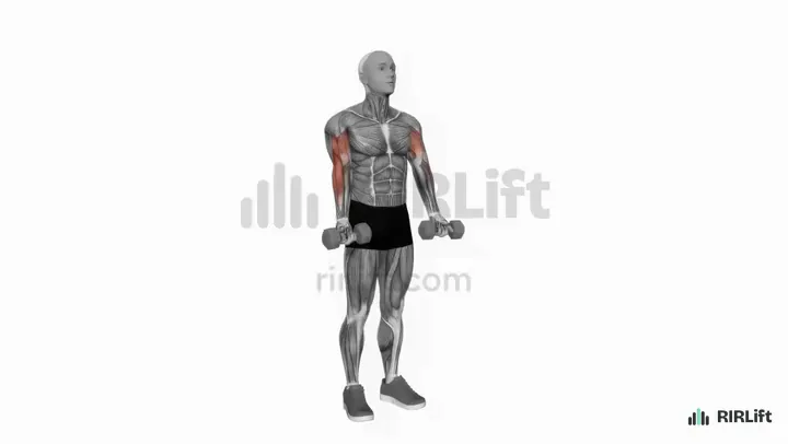 Zottman Curl start position